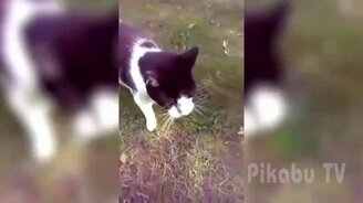 Лучшие забавные приколы - смотреть видео (6:46)