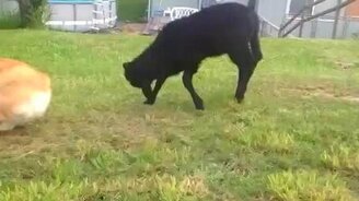 Ягнёнок играет с собакой - смотреть видео (0:34)