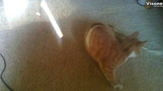 Чем занять непоседливого кота - смотреть видео (0:29)