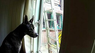 Сообразительный пёс - смотреть видео (1:08)