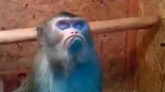 Как выглядит обиженная девушка - смотреть видео (0:21)