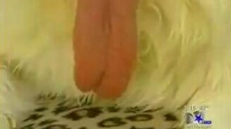 Самый длинный язык - смотреть видео (1:18)