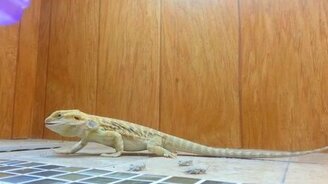 Бородатая агама за ужином - смотреть видео (1:09)