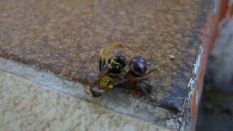 Оса против паука - смотреть видео (14:13)