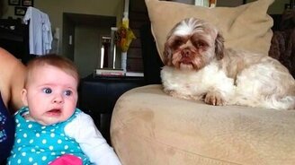 Собака успокаивает плаксу - смотреть видео (0:38)