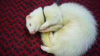 Хорёк что-то хочет сказать - смотреть видео (0:23)