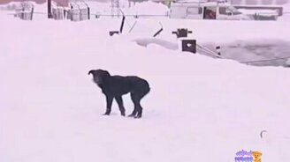 Люди приходят на помощь зверям - смотреть видео (7:59)