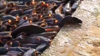 Целая стая сомов - смотреть видео (1:00)