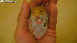 Жующие грызуны - смотреть видео (1:02)