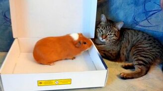 Морская свинка и котик - смотреть видео (0:50)