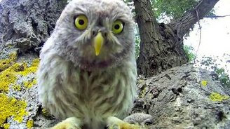 Любознательные совы - смотреть видео (4:16)