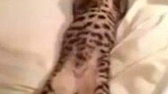 Дрыхнущий котёнок - смотреть видео (0:20)