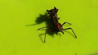 Странное насекомое - смотреть видео (0:51)