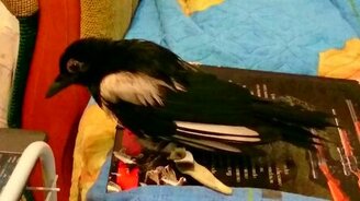 Сорока после купания - смотреть видео (2:30)