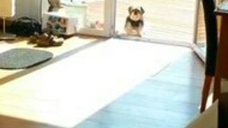 Собака против невидимой преграды - смотреть видео (1:03)