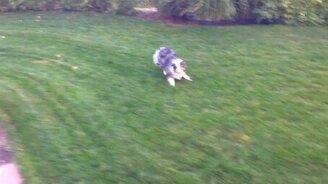 Пёс ловит струю - смотреть видео (0:31)