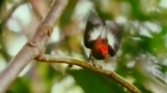 Лунная походка от птички - смотреть видео (2:29)