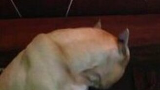 Музыкальная собака - смотреть видео (0:48)