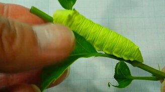 Как возмущается гусеница - смотреть видео (0:43)