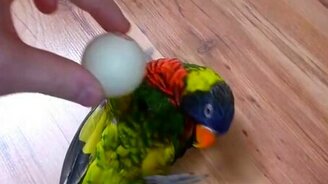 Забавный яркий попугайчик - смотреть видео (3:40)