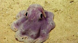 Гримпотевтис в действии - смотреть видео (1:11)