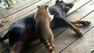 Енот подружился с псом - смотреть видео (1:02)