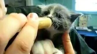 Очень голодный котёнок - смотреть видео (1:16)