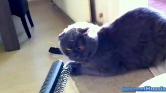 Подборка с дьявольскими котами - смотреть видео (5:33)