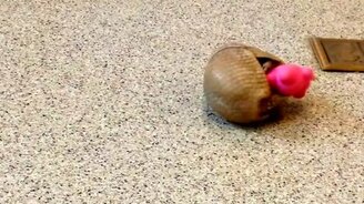 Домашний броненосец - смотреть видео (0:33)