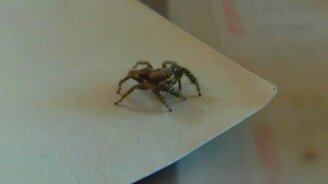 Паучок против лазера - смотреть видео (0:36)