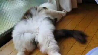 Котик нежится перед вентилятором - смотреть видео (0:25)