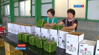 Квадратные арбузы - смотреть видео (1:57)