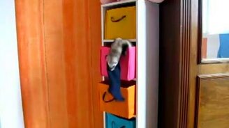 Хорёк-воришка - смотреть видео (0:50)