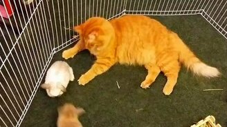 Кошка нянчит кроликов - смотреть видео (1:01)