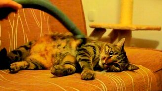 Кот обожает пылесошение - смотреть видео (3:02)