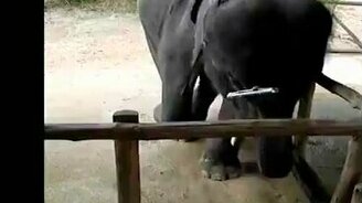 Талантливый слонёнок-меломан - смотреть видео (0:26)