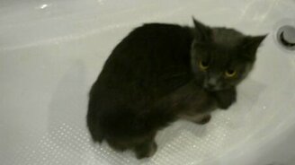 Что происходит с кошкой? - смотреть видео (0:47)