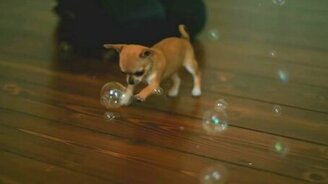 Щенок и мыльные пузыри - смотреть видео (0:56)