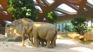 Слоновья взаимовыручка - смотреть видео (1:35)