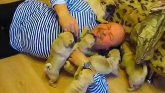 Привет, мопсики! - смотреть видео (0:32)