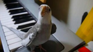 Певчий попугай-свистун - смотреть видео (1:06)