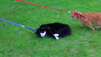 Я не умею гулять на поводке! - смотреть видео (0:34)