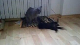 Кошачья капоэйра - смотреть видео (1:27)