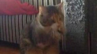 Кот расправляется с салфеткой - смотреть видео (1:18)