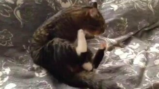 Кот будит сам себя - смотреть видео (0:10)