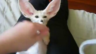 Забавный белый ушастик - смотреть видео (0:43)