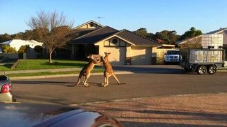 Уличная драка кенгуру - смотреть видео (5:17)