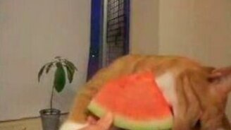 Кот обожает арбуз - смотреть видео (1:05)