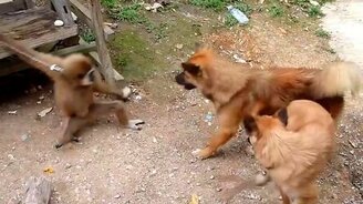 Обезьянка-дразнилка - смотреть видео (1:46)