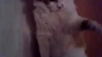 Котяра даёт пять - смотреть видео (0:27)